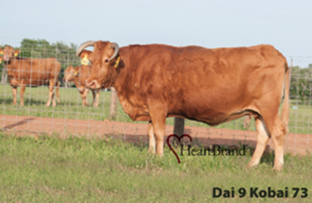 Dai 9 Korai
