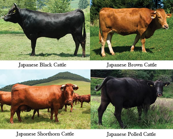 Akausi Wagyu cattle
