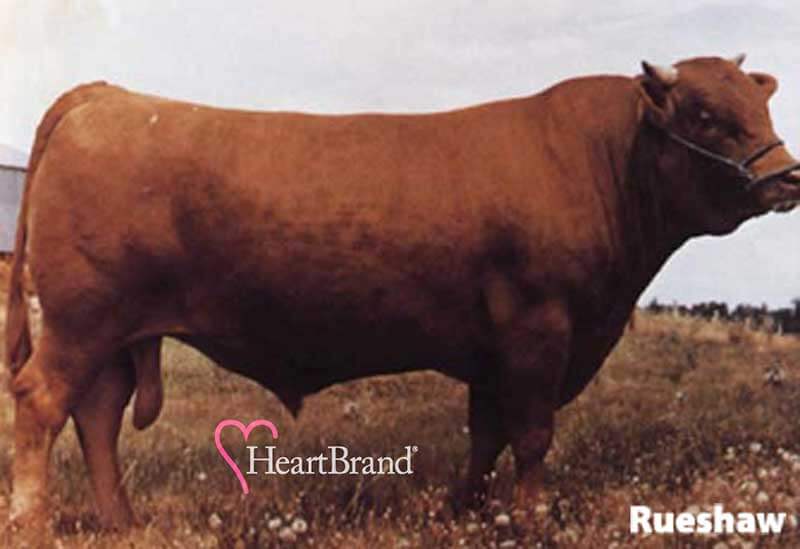 A picture of Rueshaw as a young bull
