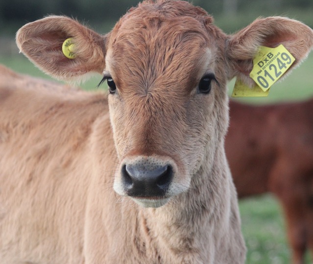 Calve rearing