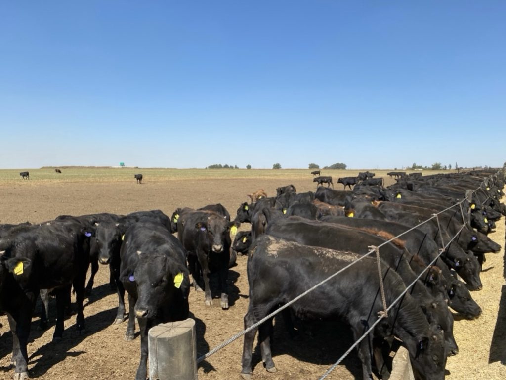 Feedlot
