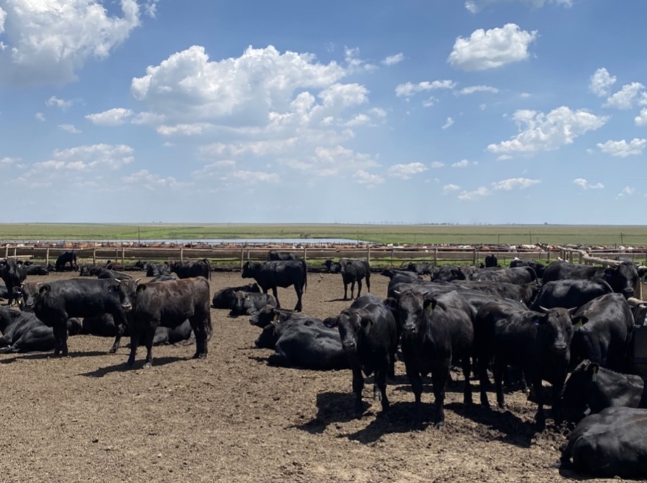 Part of the 3000 Feeder Cattle at Morgan beef Feedlot in the final feeding stage