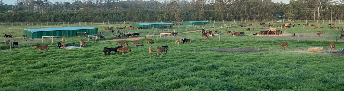 Calve rearing