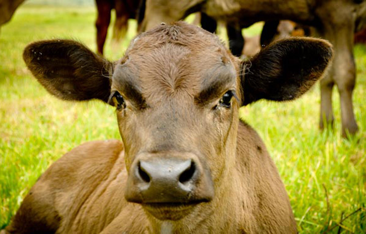 Beyond Beef